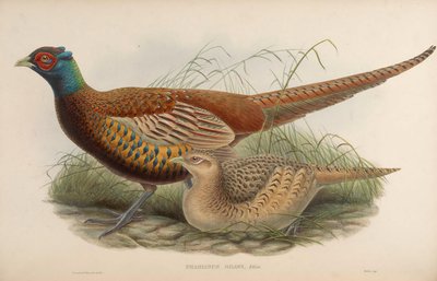 Phasianus shawii = Phasianus colchicus shawii - John Gould